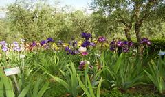 Giardino dell'Iris