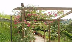 Giardino delle rose