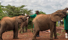 Sheldrick Elephant Orphanage