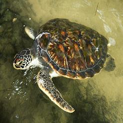 Serangan Island Turtle Conservation Centre